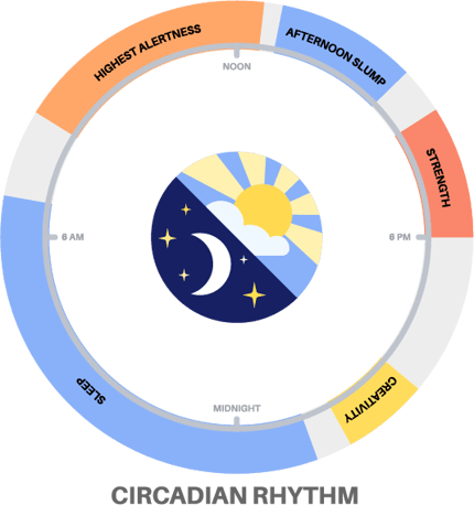 Circadian rhythm